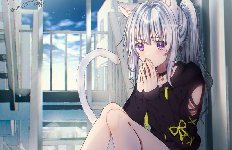 猫